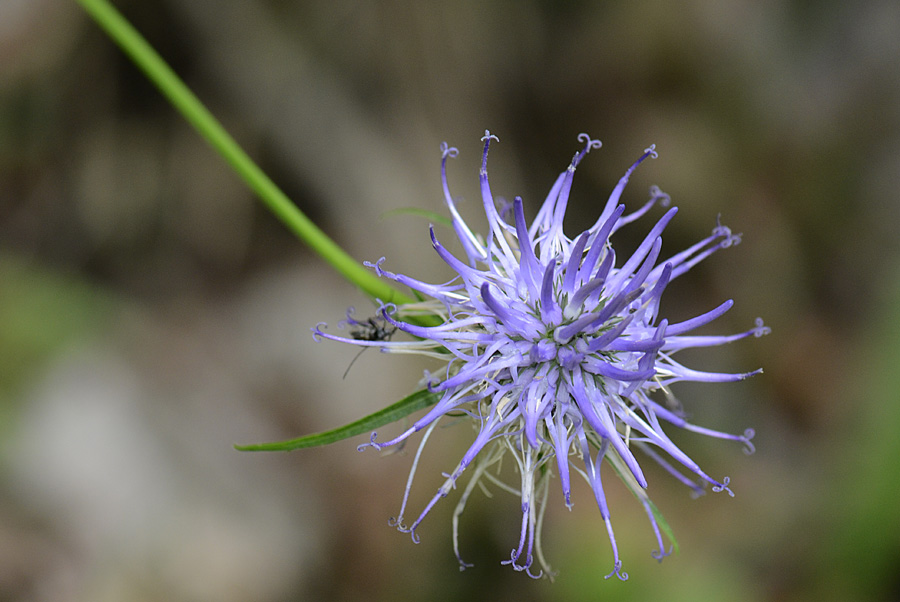 Phyteuma scheuchzeri / Raponzolo di Scheuchzer